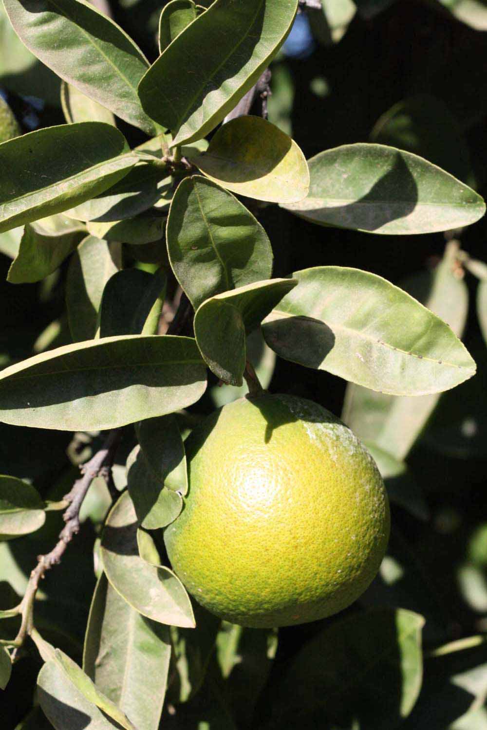            Sun leaves (Riverside, CA)   